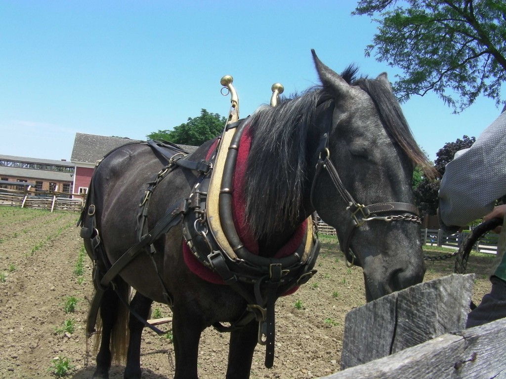 Henry the Horse