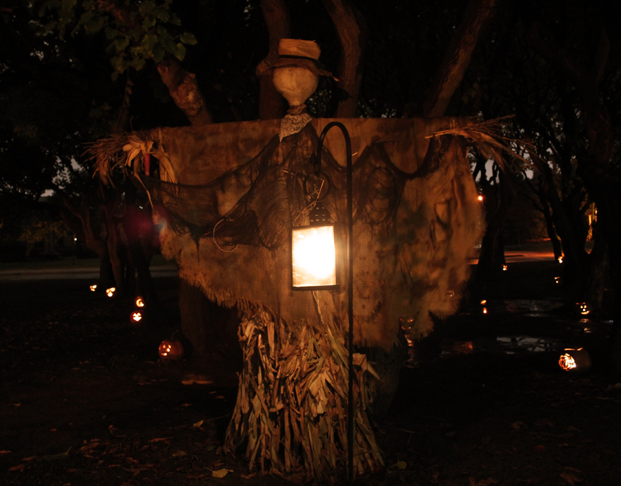 IMG_6380 Scarecrow