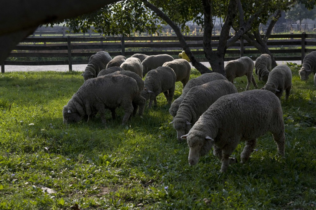 Merino sheep at Firestone Farm - Photo by Michelle Andonian, Michelle Andonian Photography