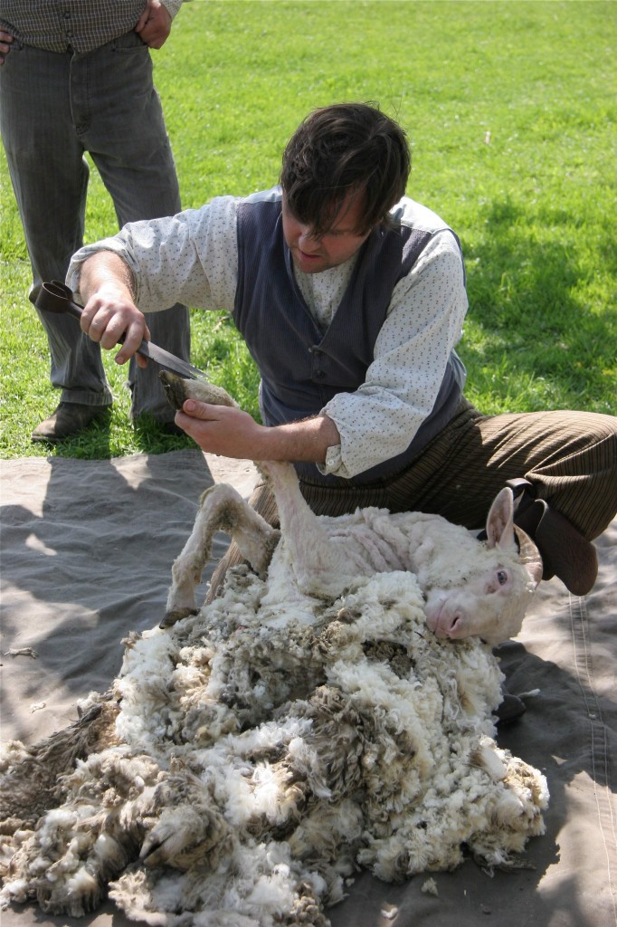 Sheep shearing - Photo by Lee Cagle