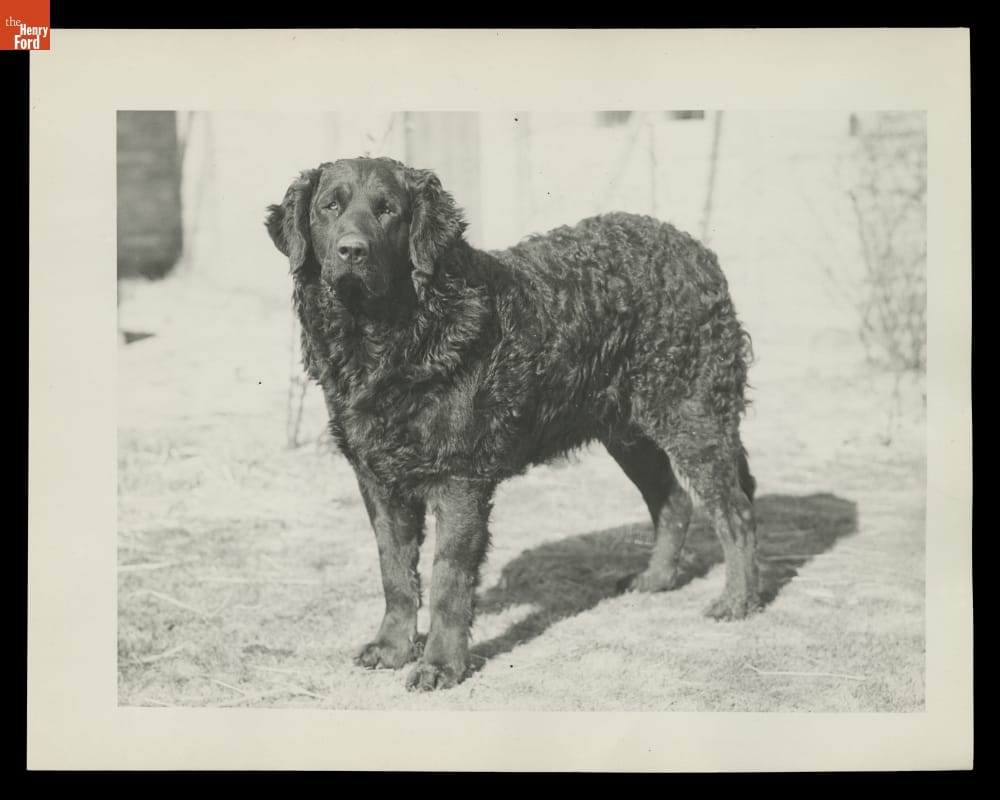 Large black dog with slightly curly coat