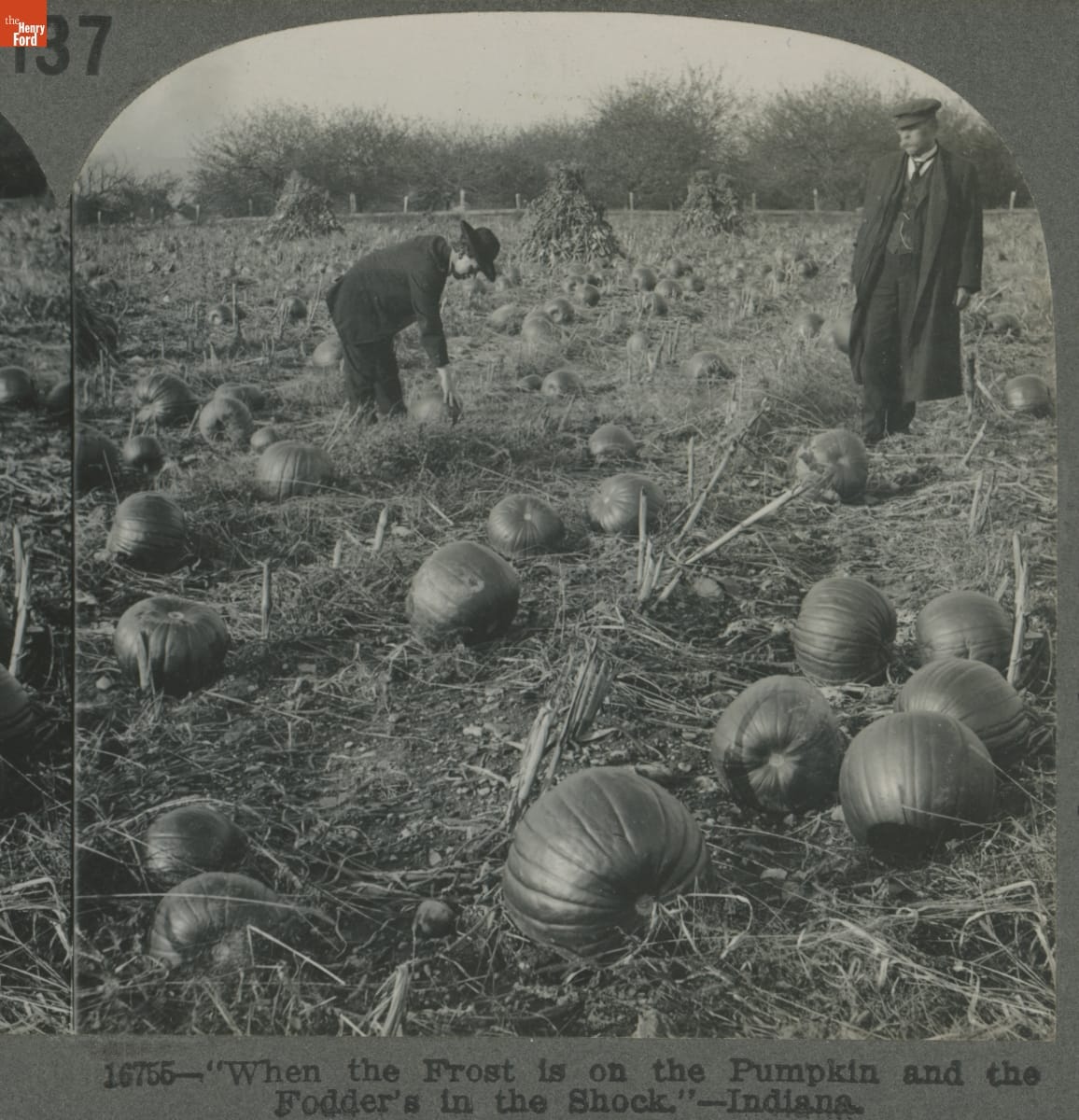 Two men in field, one bending down to examine a pumpkin
