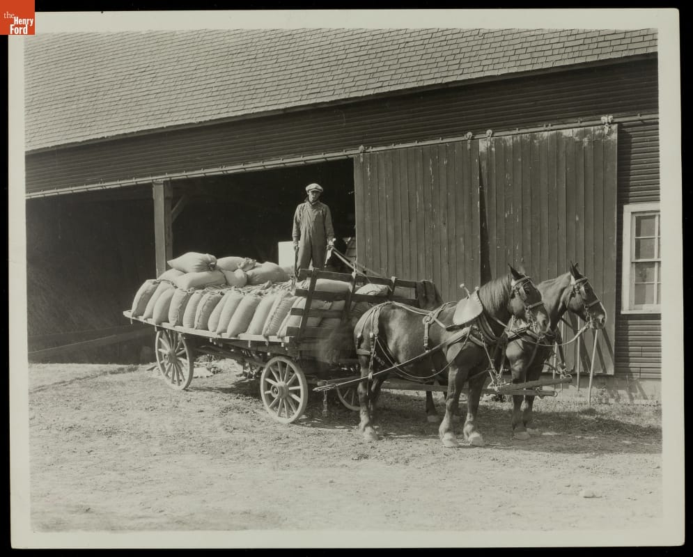 Farmer on a Loaded Wagon outside Barn, circa 1925 Two horses harnessed to a large, low, open wagon loaded with sacks, with a driver on top of them holding the reins, just outside a barn
