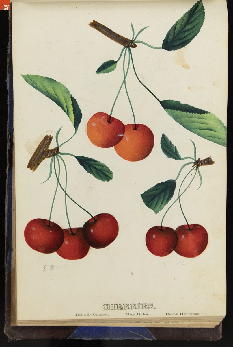 Illustration of several bunches of cherries, with text "Cherries"